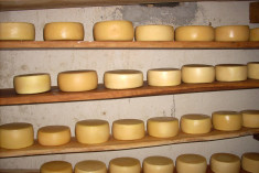 Il pecorino di Norcia