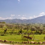 Cantina di Filippo azienda agriaria